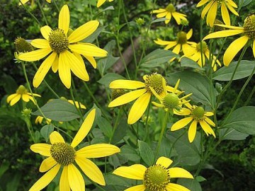 Rudbekia Naga, 